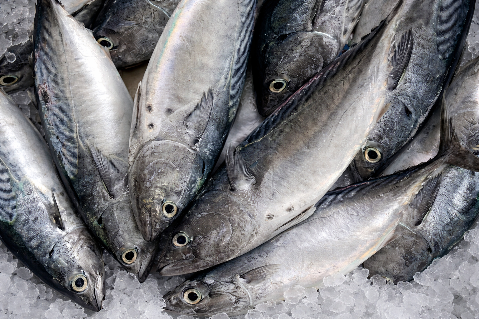 seafood